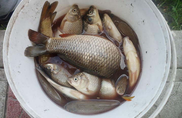 Каша для рыбалки: как сварить лучшую прикормку