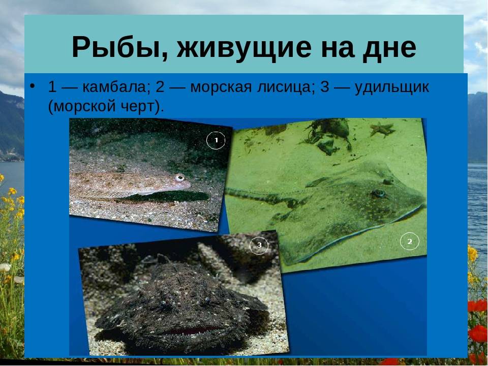 Камбала рыба. описание, особенности, виды, образ жизни и среда обитания камбалы