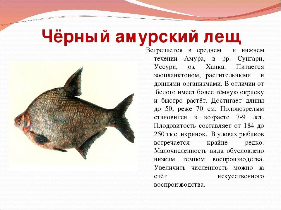 Язь амурский фото и описание – каталог рыб, смотреть онлайн