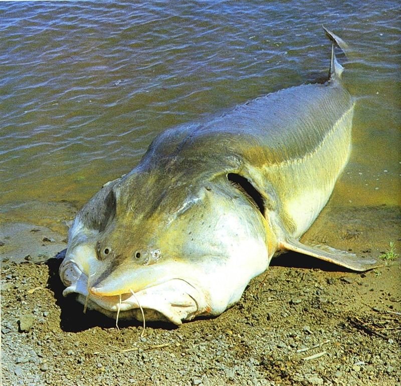 Рыба «Калуга» фото и описание