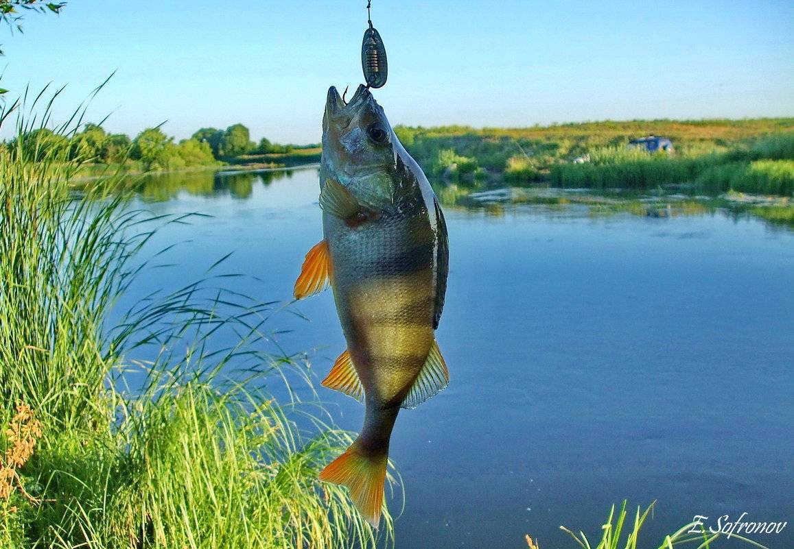Рыбалка в Ульяновской области: лучшие места на карте ТОП-10