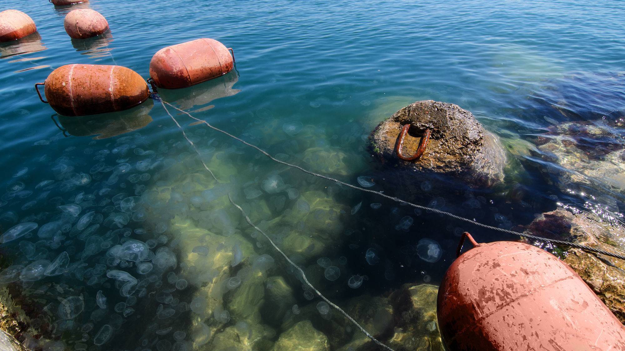 Вылавливание карпа на полуострове в северной части черного моря — Крыму