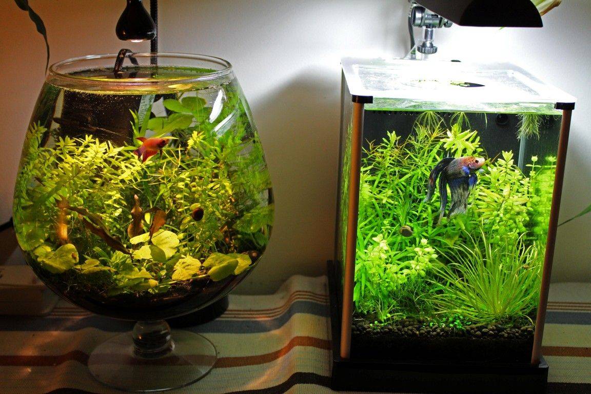 Как выбрать аквариум, какой лучше