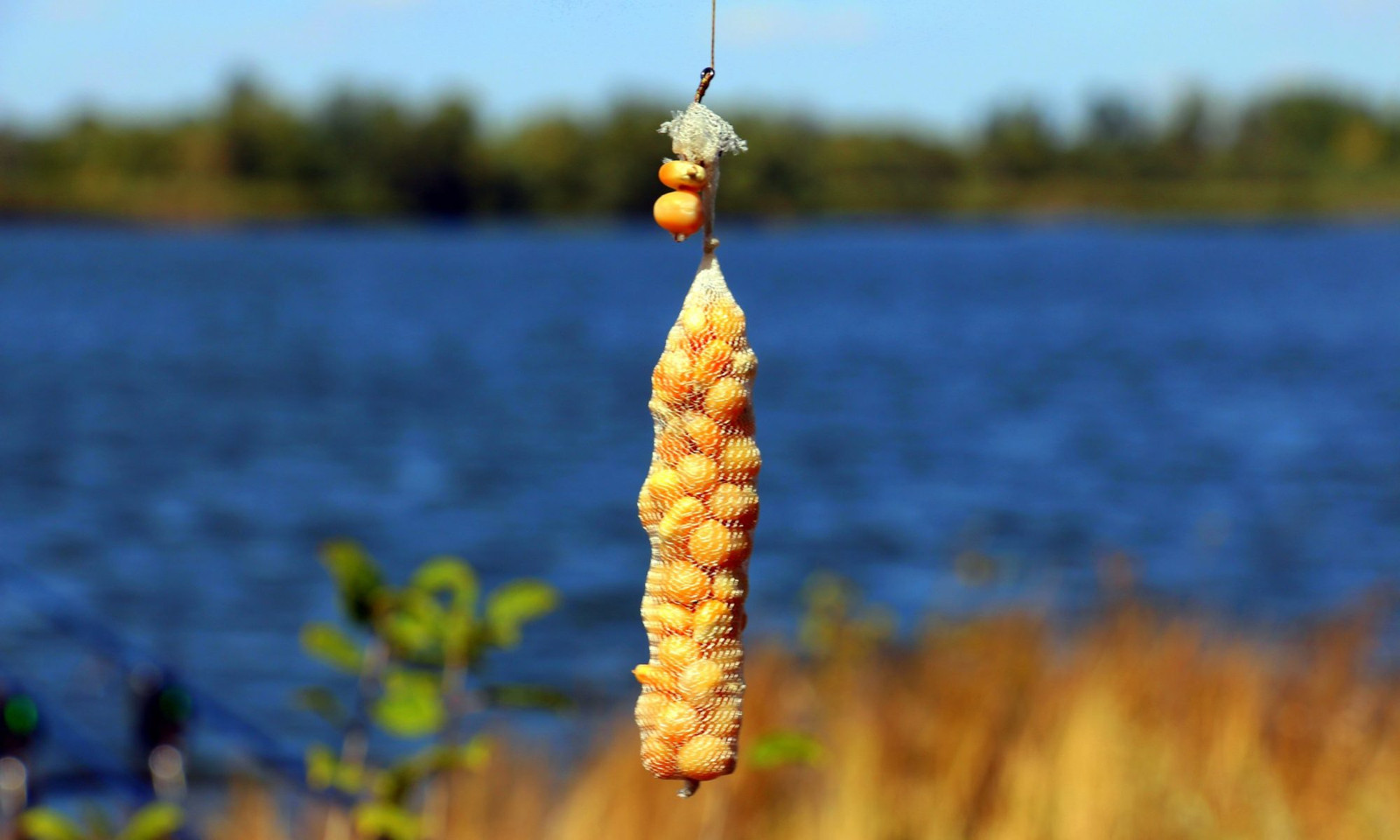 Какая кукуруза подходит для рыбалки и как на нее ловить рыбу?