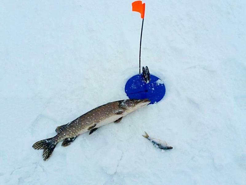 Ловля щуки на жерлицы по последнему льду - статьи о рыбалке