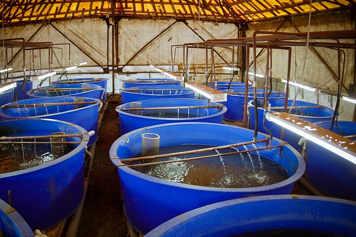 Разведение форели: бизнес план разведения рыбы в пруду
