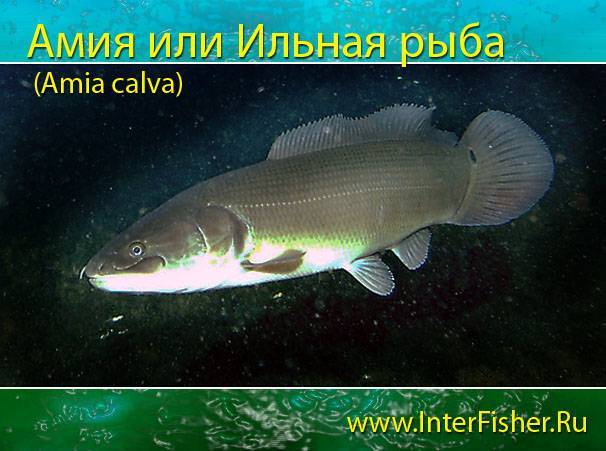 Рак речной длиннопалый фото и описание – каталог рыб, смотреть онлайн