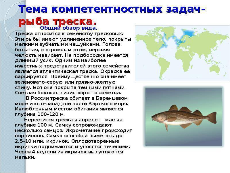Виды и названия белой рыбы с описанием и фото