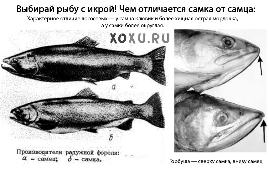 Рыба горбуша: где водится, внешний вид, белая или красная, семейство, отряд