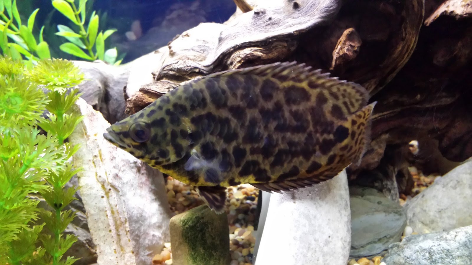 Рыбка ктенопома леопардовая — маленький хищник с большим ртом