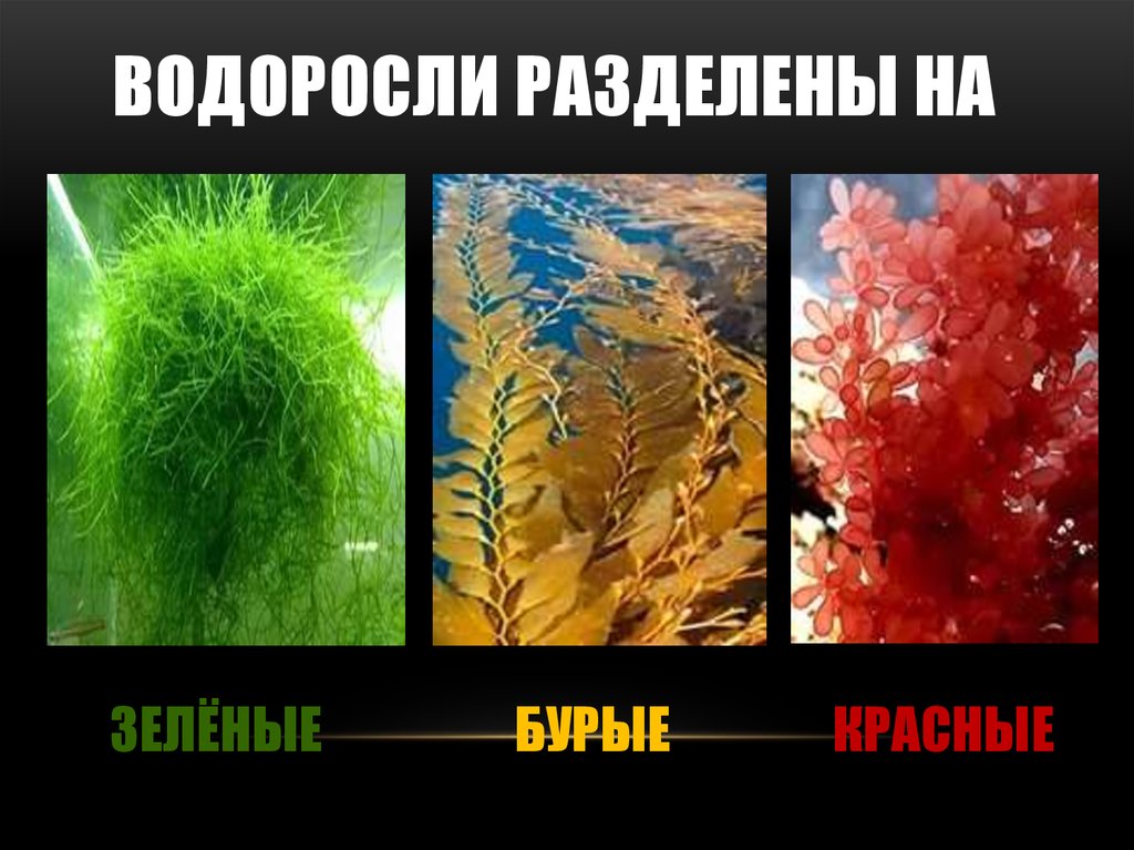 3 названия водорослей