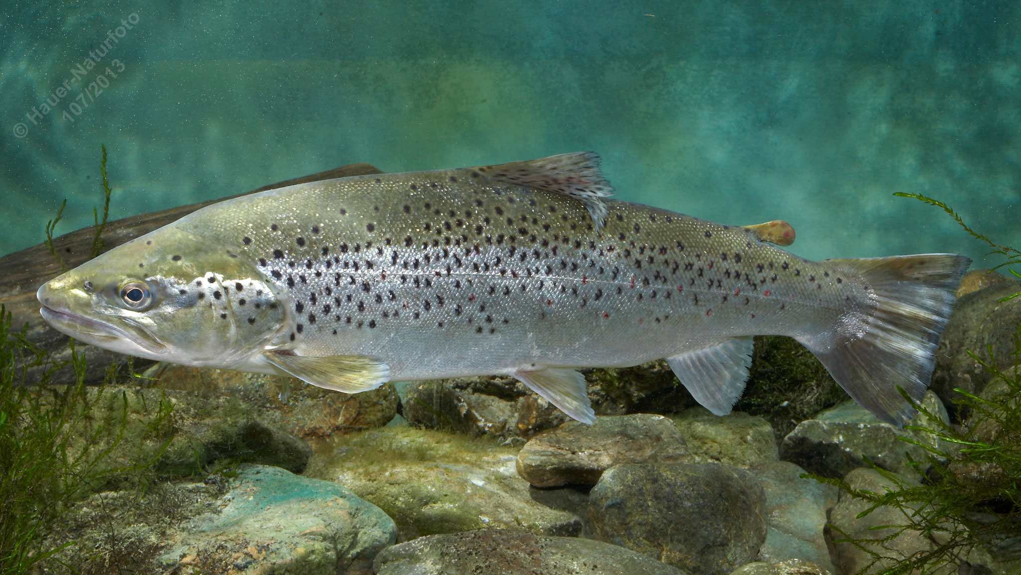 Рак речной длиннопалый фото и описание – каталог рыб, смотреть онлайн
