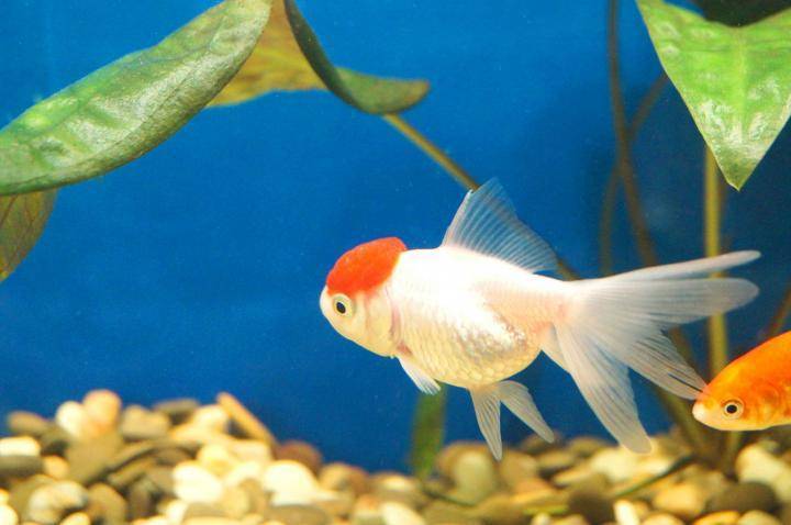 Золотая рыбка - фото, видео и особенности содержания в декоративном аквариуме