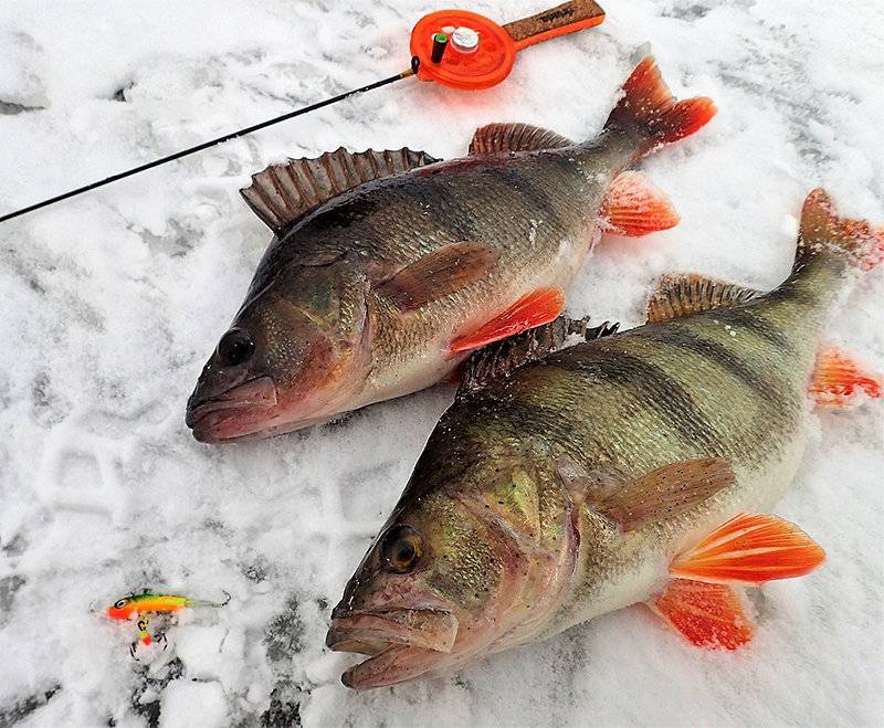 Рыбалка по первому льду: особенности клёва, безопасность, методы, нюансы