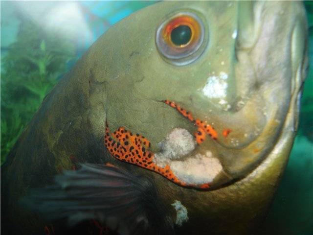 Гексамитоз у рыб в общем аквариуме: лечение метронидазолом, фото, видео