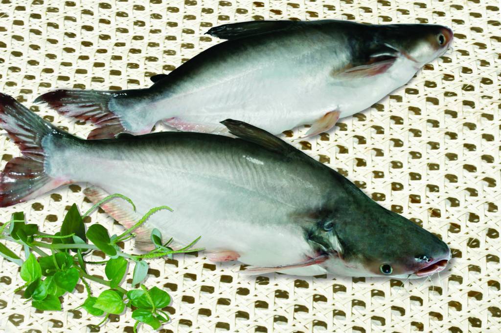 Рыба пангасиус????: фото и описание. как выглядит пангасиус????, чем питается и где водится