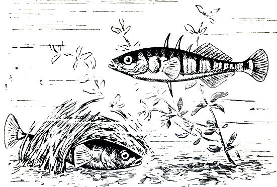 Рыбы в биологии - разновидности, внутреннее и внешнее строение