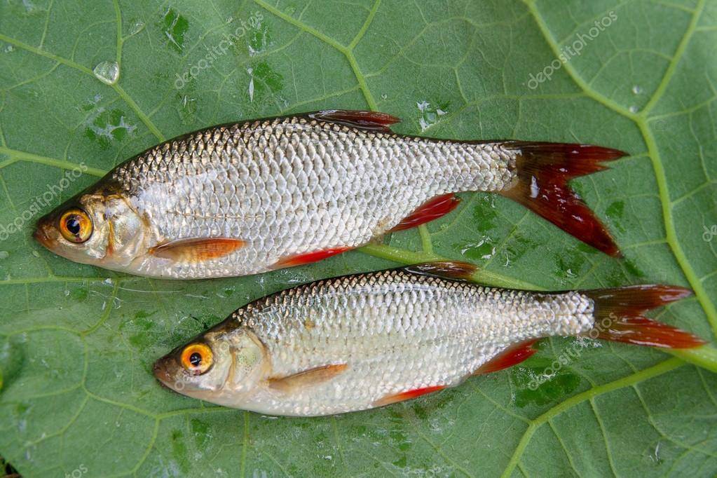 Рыба красноперка: описание, питание, виды с фото