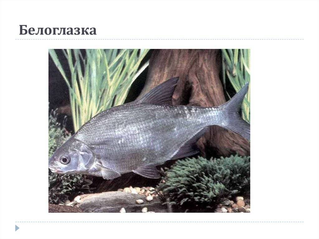 Белорыбица фото и описание – каталог рыб, смотреть онлайн