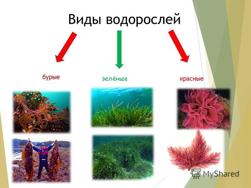 Схема красных и бурых водорослей. Виды водорослей. Водоросли зеленые бурые красные.