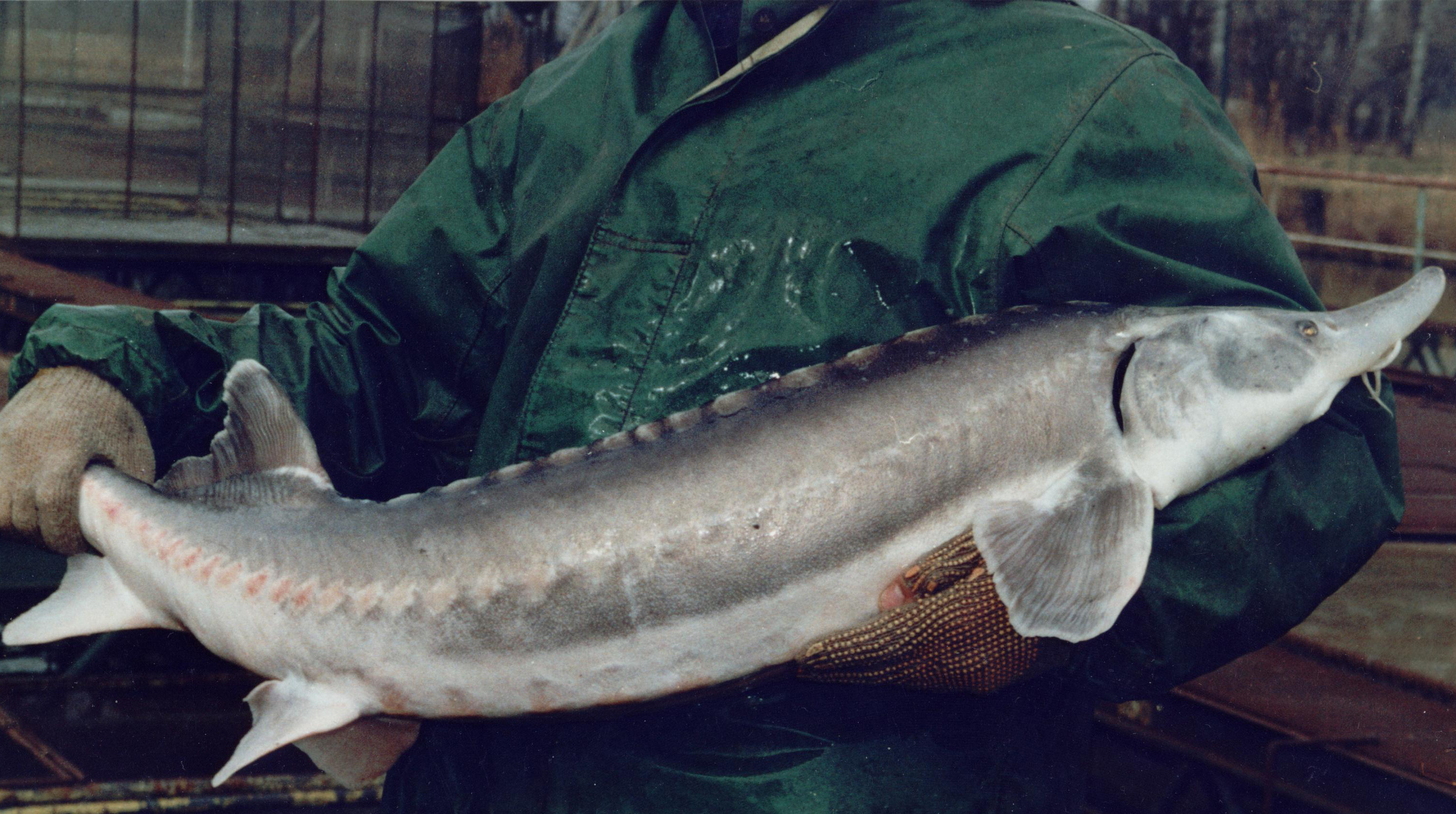 Рыба калуга фото и описание – каталог рыб, смотреть онлайн
