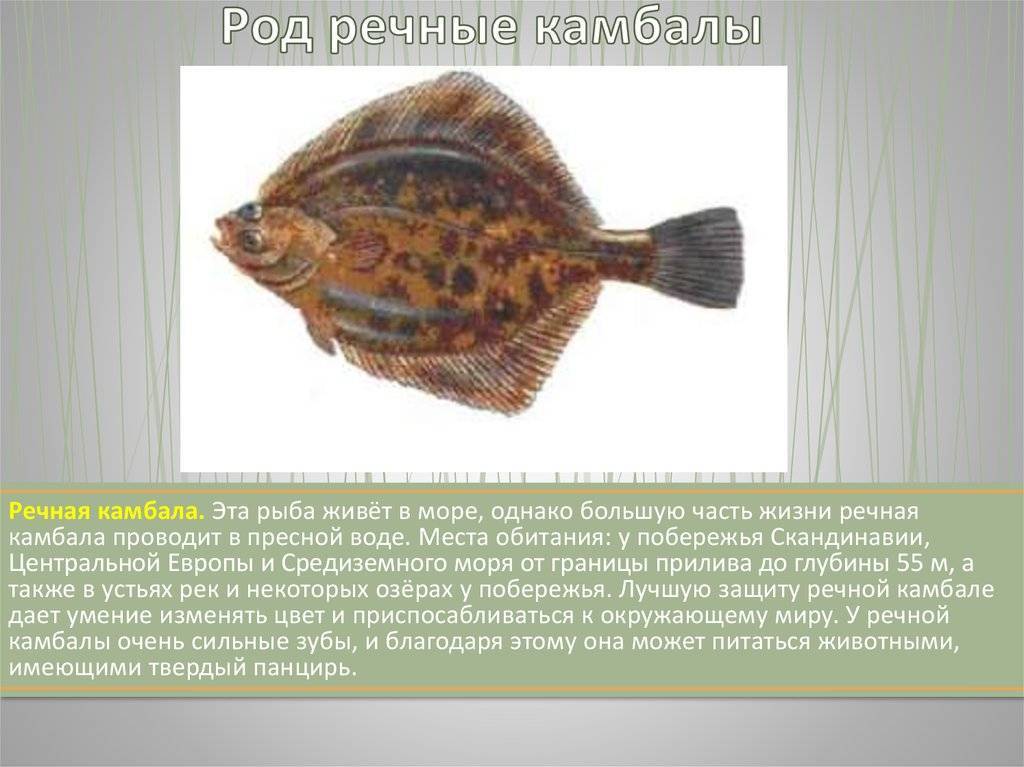 Камбала рыба. образ жизни и среда обитания рыбы камбалы