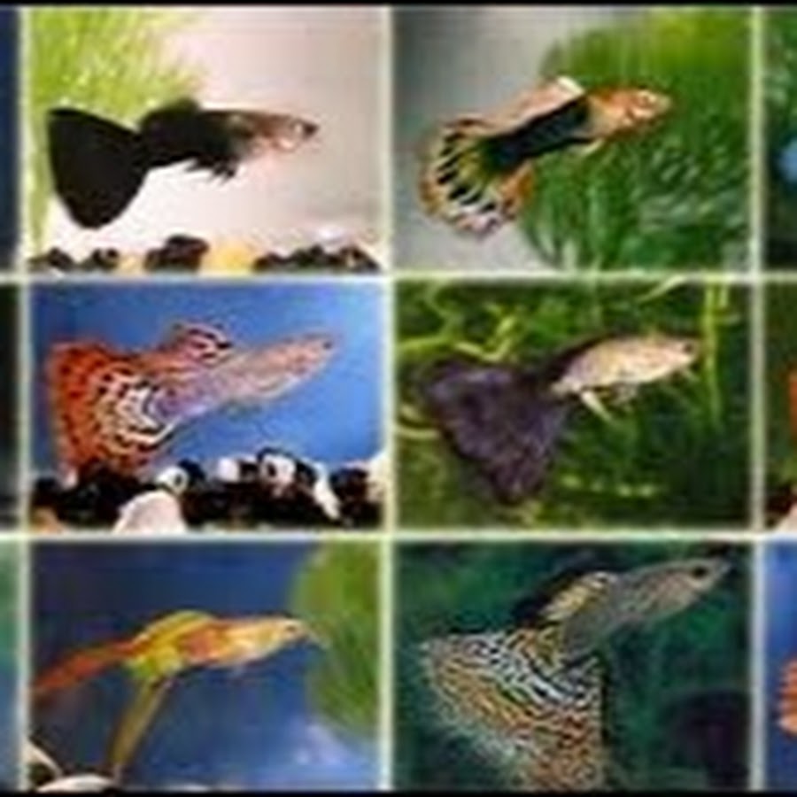 Гуппи: родина рыбки, описание, сложность в содержании, кормление