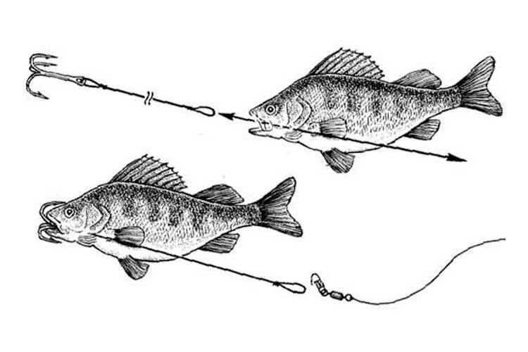 Как правильно насаживать живца на крючок? пять элементарных способов - статьи о рыбалке