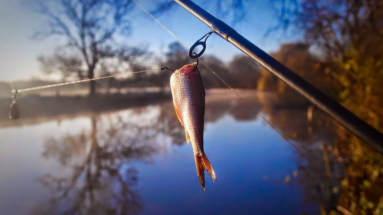 Рыбалка в ноябре: какую рыбу ловить в ноябре