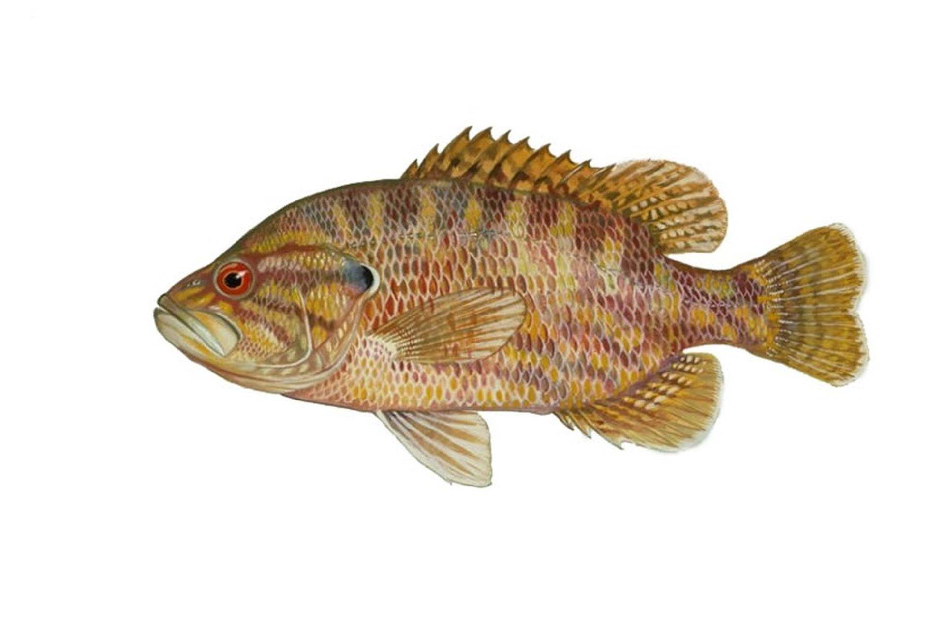 Пинагор фото и описание – каталог рыб, смотреть онлайн