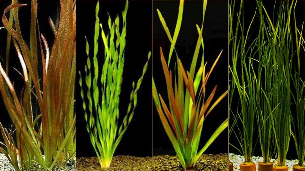Валлиснерия спиральная: содержание в аквариуме, фото и описание растениякомнатные цветы и растения, уход за ними в домашних условиях