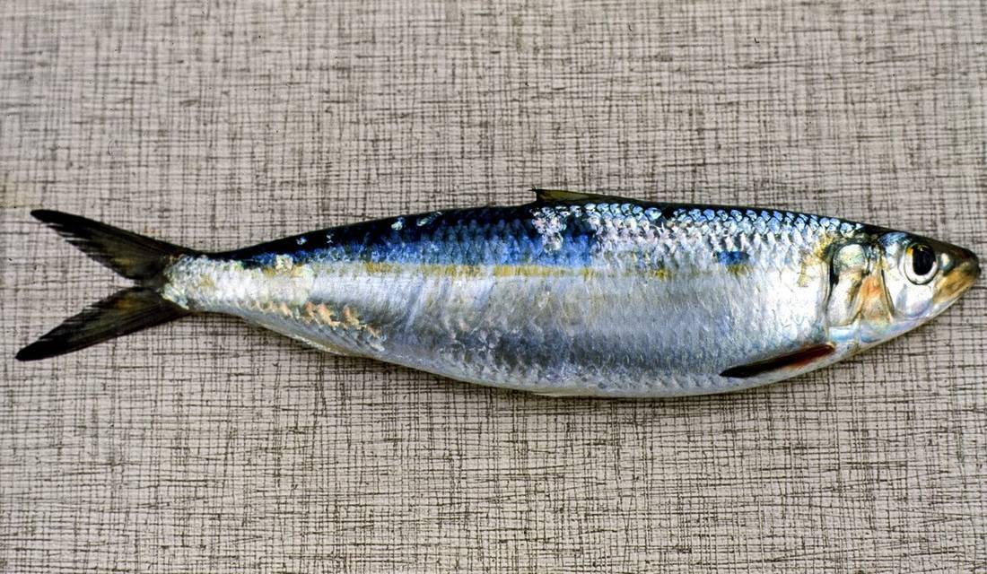 Рыба тюлька: применение, описание видов с фото