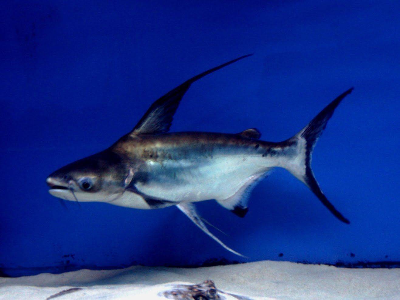 Пангасиус или акулий сом: содержание, совместимость, фото