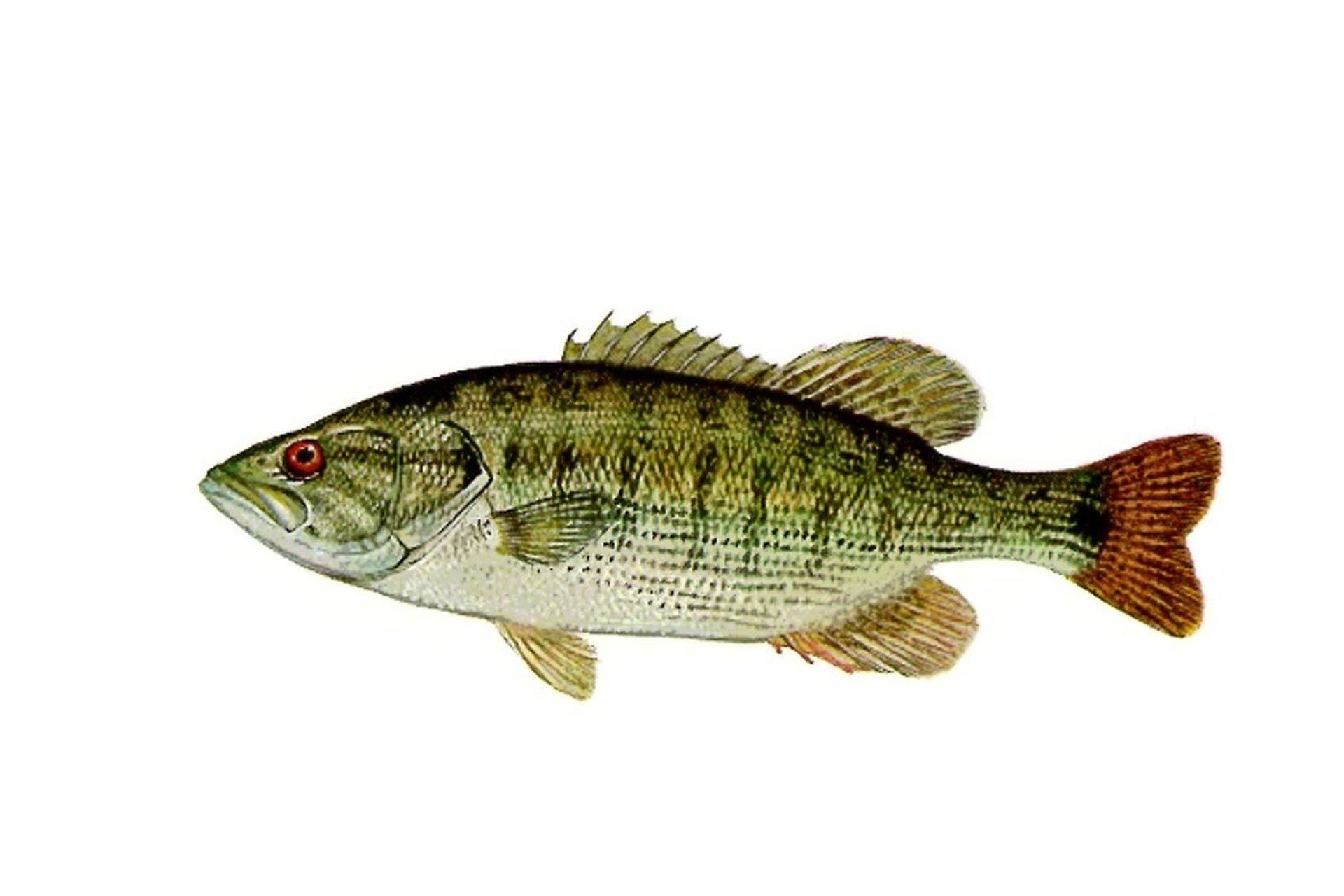 Рыба «зубан» фото и описание