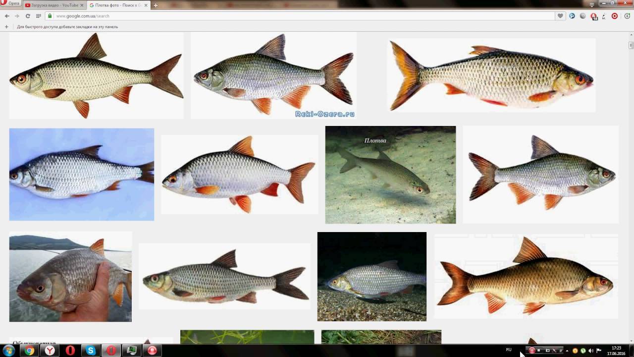 Чехонь фото и описание – каталог рыб, смотреть онлайн