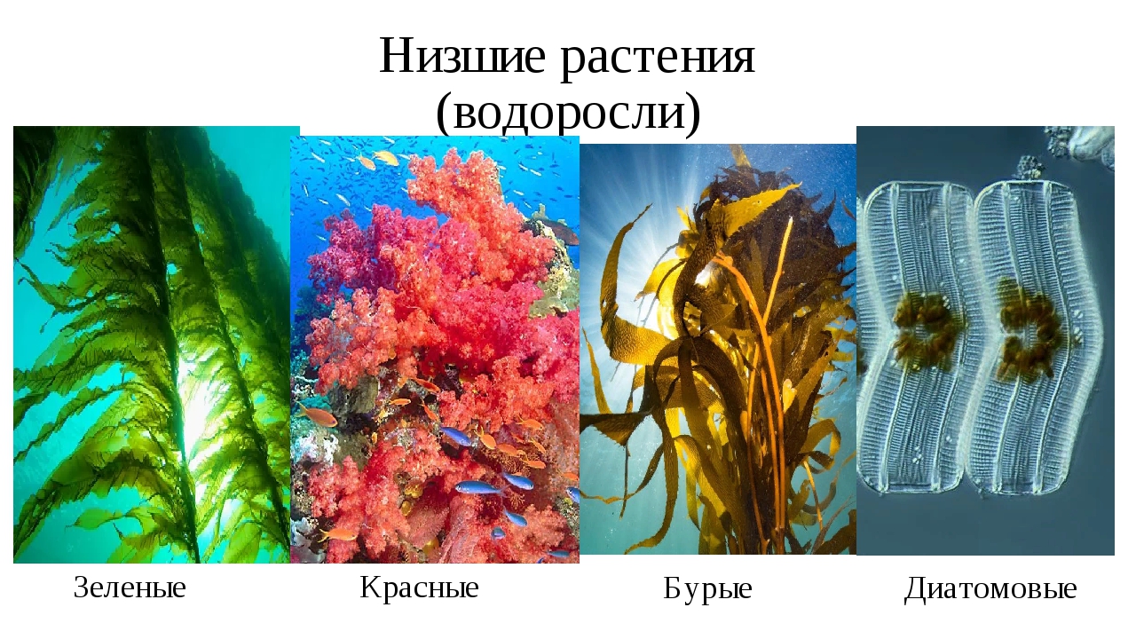 Водоросли в аквариуме: виды, фото, названия, способы борьбы