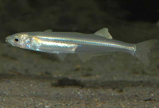 Самый крупный окунь: морская рыба групер индотихоокеанский