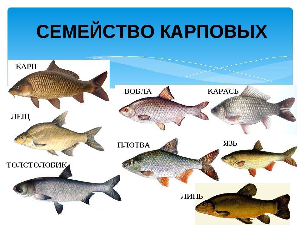 Рыба карп: где обитает, водится, среда обитания, размеры и вес