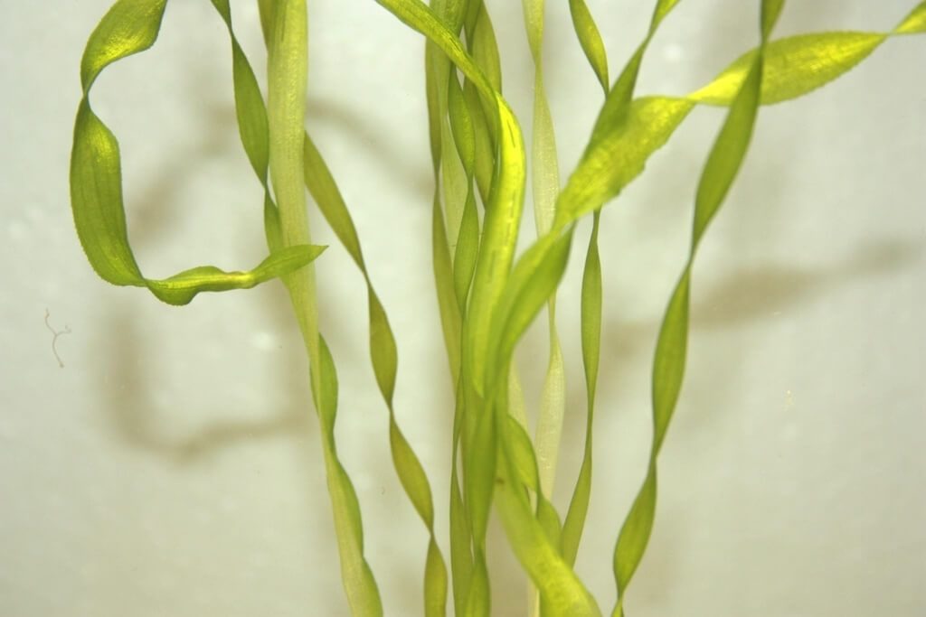 Аквариумное растение валлиснерия