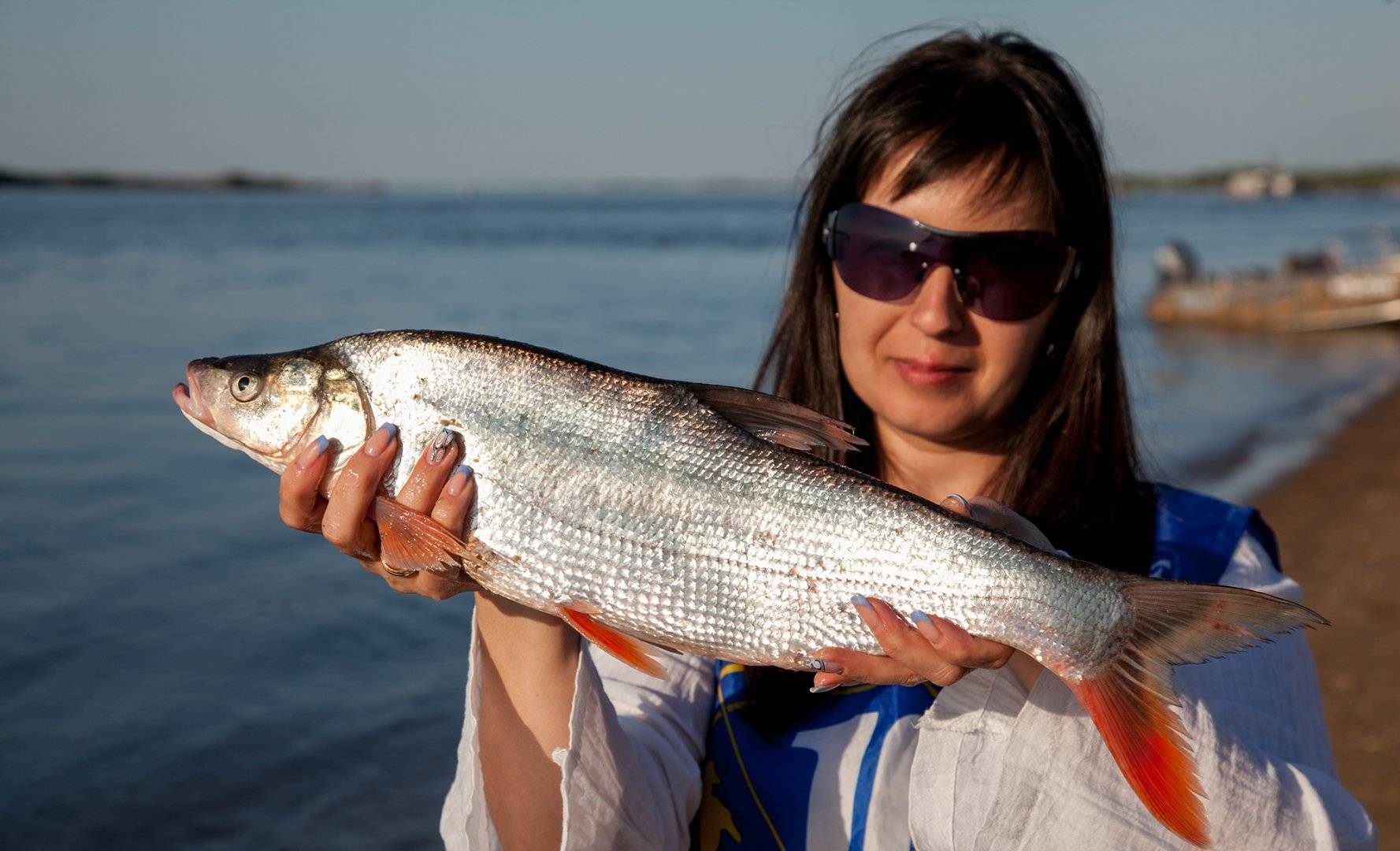Нельма фото и описание – каталог рыб, смотреть онлайн