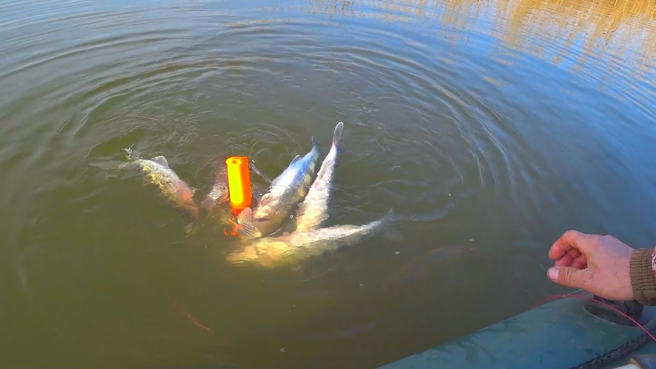 Рыбалка на волжского хищника в трехречье - ловим на живца и резку - рыбалка на ахтубе с комфортом