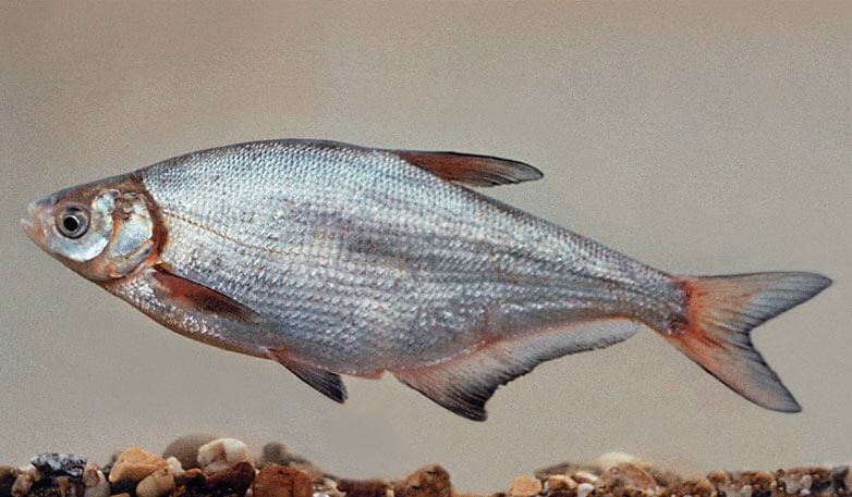 Образ жизни рыбы синец, ее повадки и места обитания