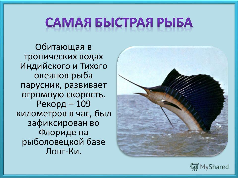 Парусник рыба. образ жизни и среда обитания рыбы парусник