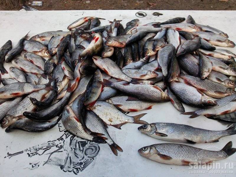 Закон о рыбалке: новые правила 2021, штрафы, изменения