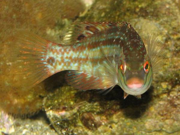 Рыба «Губан-перепёлка» фото и описание