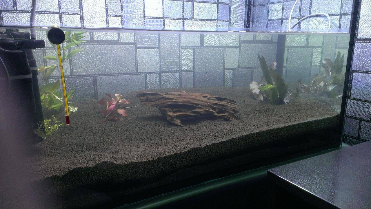 Запуск аквариума с нуля: установка, посадка растений, декор, грунт
