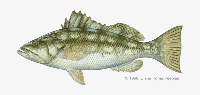 Тарань фото и описание – каталог рыб, смотреть онлайн