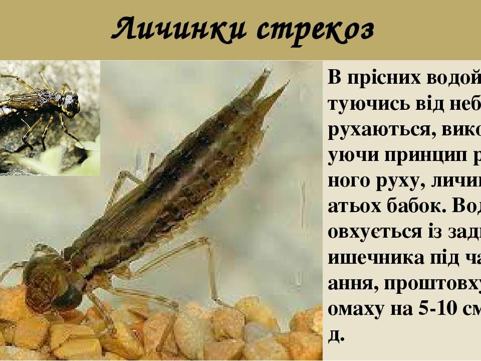 Стрекоза насекомое. описание, особенности, виды, образ жизни и среда обитания стрекозы