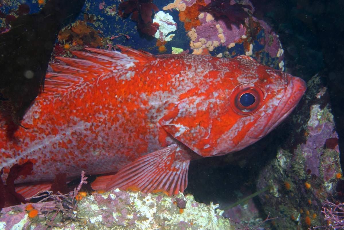 Рыба «окунь солнечный зеленый» фото и описание