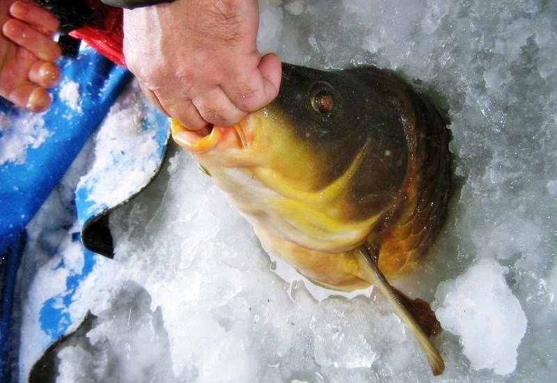 Ловля сазана зимой со льда: снасти, наживки и где ловить - рыбакmak